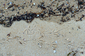 Closeup of water washing the shore, with seagrass and shells, beside  bird footprints in the sand. Norfolk Beach, Coochiemudlo Island, Queensland, Australia