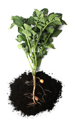Potato plant with tubers and soil isolated on white, top view