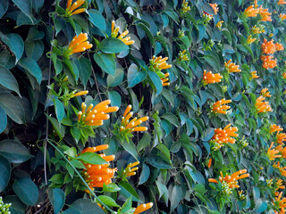 Closeup nature view of green leaf and bloom flowers.