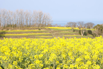 Obraz premium 菜の花のある風景