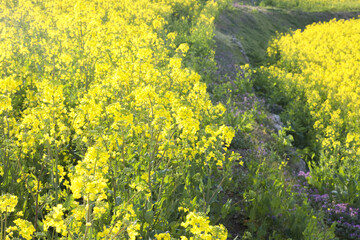 満開の菜の花畑