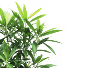 Tranquil Sunset Reflection. Peaceful nature landscape