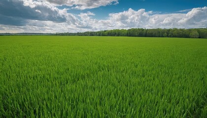 Fototapeta premium Rural landscape with field and blue sky with clouds spring seasonal natural background Panoramic view 12