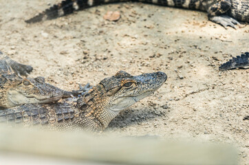 alligator in the everglades