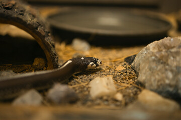 Fototapeta premium snake in the water