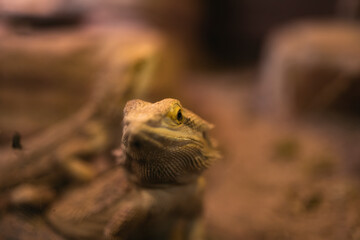 lizard on a rock