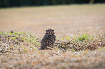 LECHUZA BIZCACHERA ARGENTINA