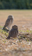 LECHUZA BIZCACHERA ARGENTINA