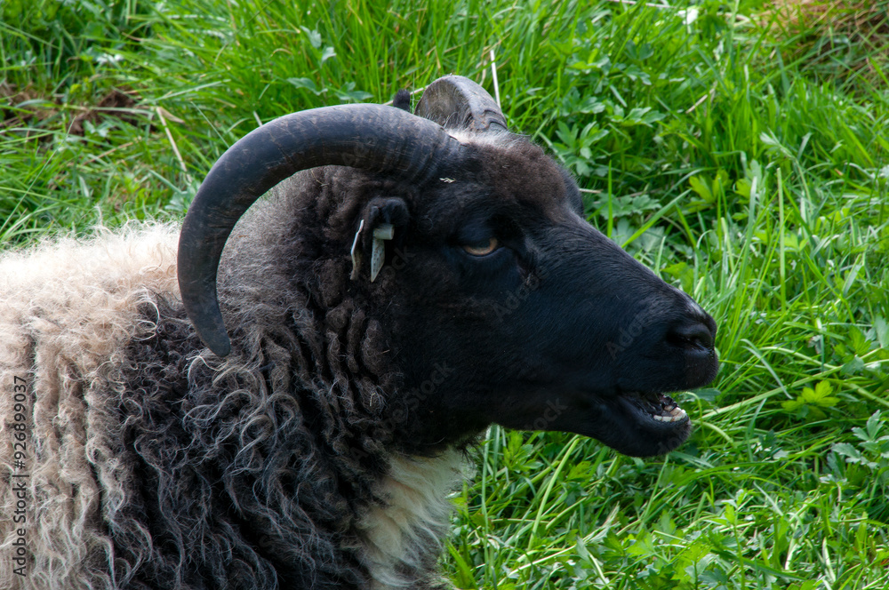 Wall mural reykjavik iceland, black headed ewe with horns in field