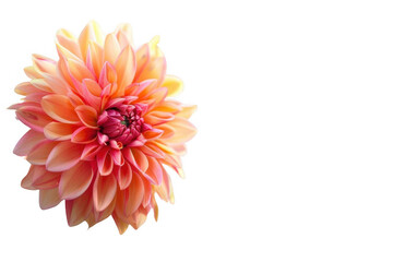 Tranquil Forest Mornings. Nature and relaxation concept