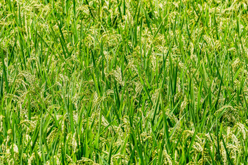 たわわに実った稲穂01