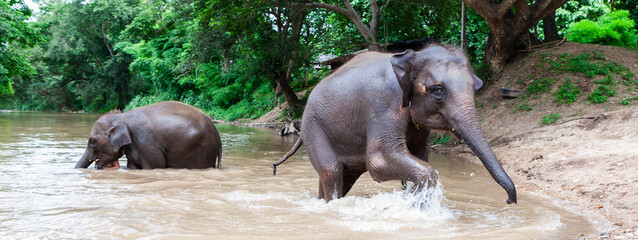 Fototapeta premium Elephants bathing in a river in Chiang Mai, Northern Thailand. The scene captures the natural beauty of the region and the majesty of these animals in their habitat.