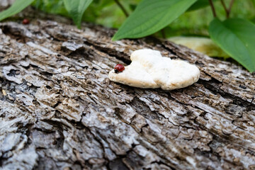 
LADYBUG EATING ON THE TREE