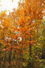 Fototapeta premium The branches of trees are adorned with bright orange leaves, showcasing the beauty of autumn. Sunlight filters through the foliage, illuminating the crisp fall colors
