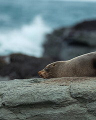Sleepy fur seal resting on the rugged coastline of Kaikoura, NZ