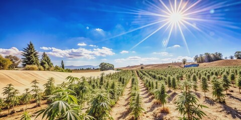 Cultivated field of cannabis on a sunny afternoon , cannabis, marijuana, weed, farming, agriculture, plants, green, leaves