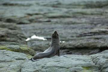 New Zealand Fur Seal Stretching