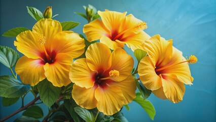 Close-up of vibrant yellow hibiscus flowers on a solid background, botanical, nature, flora, blooming, tropical, petal, close-up