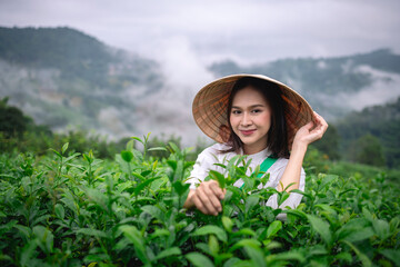 Beautiful women standing in a lush green tea field, likely in a rural area. They are wearing traditional conical hats and light-colored clothing with green tea platation background