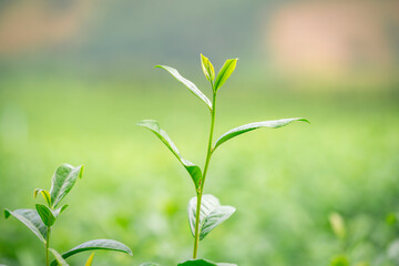 Fototapeta premium Tea leaves at tea plantation with white foggy mountain is green tea organic business concept