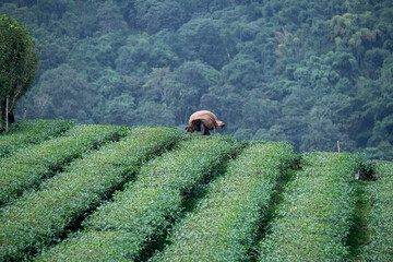 ea garden farmers or worker wearing dresser work picking green tea leaves at tea plantation with...