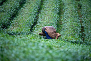 ea garden farmers or worker wearing dresser work picking green tea leaves at tea plantation with mountain is green tea organic ิbackground business concept