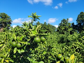 unripe green tangerine, green tangerine, tangerine