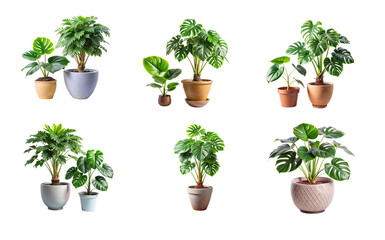 Fototapeta premium Tropical Monstera Plant PNG with Transparent Background for Design
