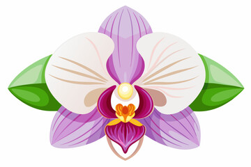 A Single Pink and White Orchid Flower with Green Leaves