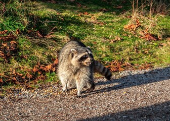 Raccoon in Stanley park, Vancouver, British Columbia