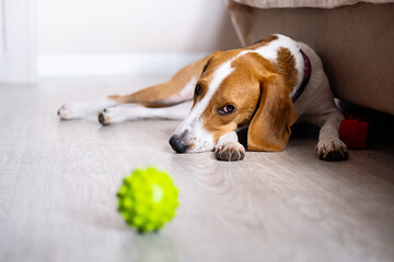 Beagle dog lying on the floor looking at green ball with interest. Pet playtime and curiosity...