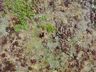 Top view of sand and rocks with moss and sea shells
