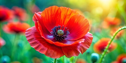 Vibrant red poppy flower close-up , Floral, petals, blooming, beauty, nature, close-up, beautiful, vibrant, red, garden, spring