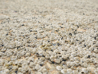 Top view of sand and rocks with moss and sea shells