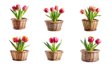 Tulips in Basket Vase with Clipping Path - Isolated PNG Image