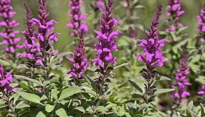 Obraz premium Vibrant purple flowers in bloom