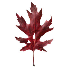 Close-up of a single red oak leaf on a transparent background, highlighting its vibrant autumn hues and texture.