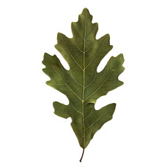 Isolated white oak leaf on a transparent background, highlighting its natural shape and subtle texture.