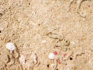 Top view of sand and rocks with moss and sea shells