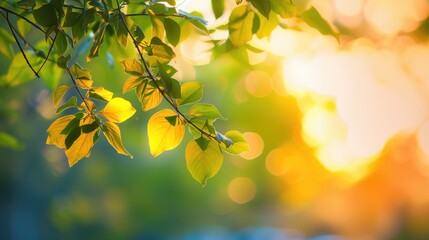 Free good morning scene wallpaper background photo