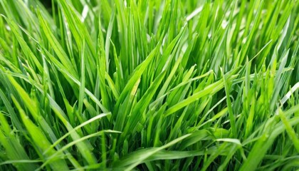  Vibrant green grass in closeup