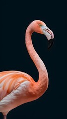 Fototapeta premium Lesser Flamingo, on Black Background, Pattern, Wallpaper, Cover and Screen for Smartphone, Cell Phone, Computer, Laptop, 9:16 and 16:9 Format