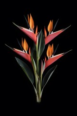 Strelitzia Flower in Nature, Pattern, Wallpaper, Cover and Screen for Smartphone, Cell Phone, Computer, Laptop, 9:16 and 16:9 Format