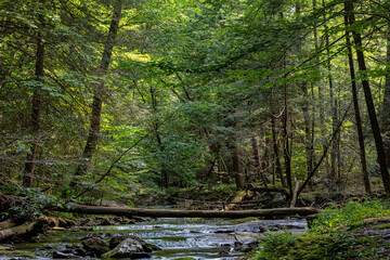 717-69 Morning Light on a Forest Creek