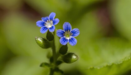  Blooming beauty in natures palette