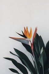 Strelitzia Flower on White Background, Pattern, Wallpaper, Cover and Screen for Smartphone, Cell Phone, Computer, Laptop, 9:16 and 16:9 Format