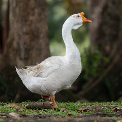 Anser cygnoides var. domesticus
