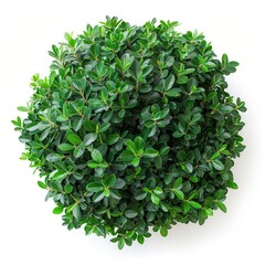 Obraz premium Lush green bush with vibrant leaves, perfect for enhancing any landscape or interior decor. A symbol of freshness and vitality.