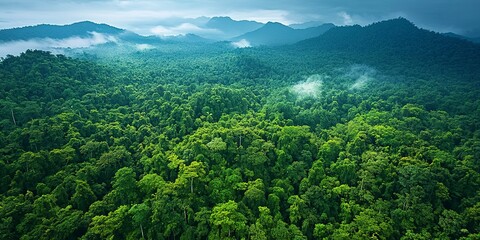 Fototapeta premium The lush green canopy of the rainforest is home to an incredible diversity of life