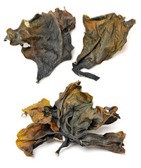 Kelp on a white background